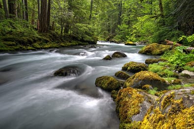 Upper Dungeness River
